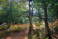 Burley, Hampshire Wallpaper