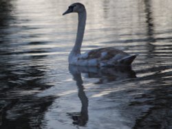 Swan at Croome lake Wallpaper