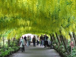 Laburnum arch