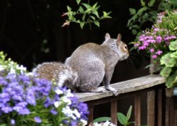 Squirrel on my garden fence Wallpaper