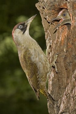 Green Woodpecker feeding chick