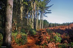 Moreton in Dorset Wallpaper