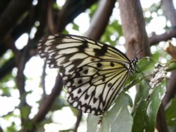 Butterfly farm near Conwy Wallpaper
