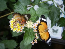 Butterfly farm near Conwy Wallpaper