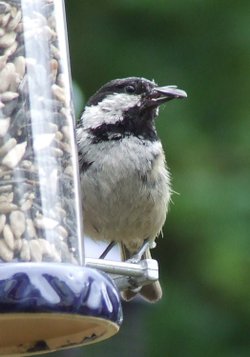 Juggling Sparrow
