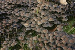 Little toadstools Wallpaper