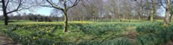 Sefton Park Daffodil Time