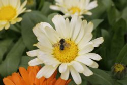 Daisy and Bee Wallpaper