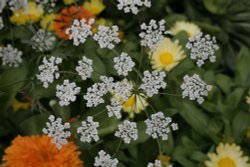 Flowers and colour Wallpaper