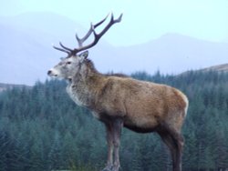 The Monarch of The Glen Wallpaper