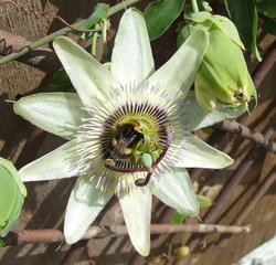 Passion flower and bee Wallpaper