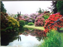 Bidulph Grange gardens