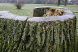 Shiver me timbers Wallpaper