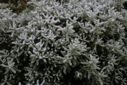 Brrrr frosty green Wallpaper