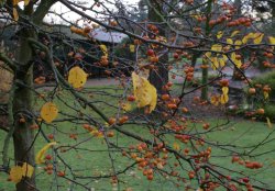 Berries...red Wallpaper