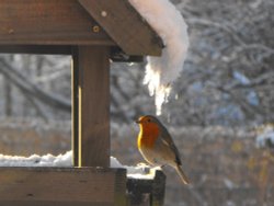 Winter visitor to Long Sutton Garden