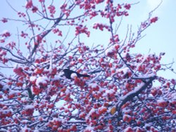 A Blackbird on a Crab Apple Tree in a Gravesend Garden Wallpaper