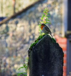 Robin in the park at Buxton