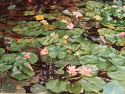 Stapeley Water Gardens Wallpaper