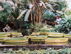 Stapeley Water Gardens Wallpaper