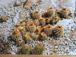 A bit prickly Wallpaper