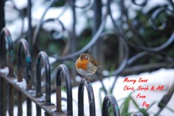 Merry Xmas