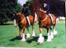 Display of Shire horses
