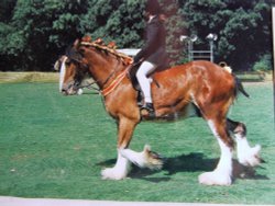 Display of Shire horses Wallpaper