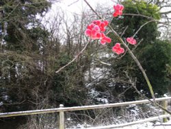 Berries in the snow Wallpaper