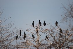 A flight of Cormorants