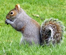 Eastcote Village Wallpaper