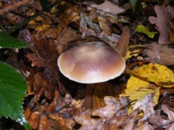 Eastcote Village Wallpaper