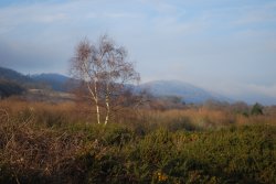 Distant views of Malvern across Castlemorton Common Wallpaper