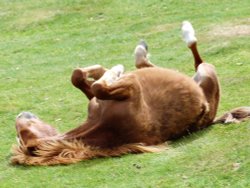 Dartmoor Pony