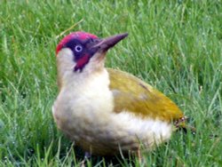 Eastcote Village Wallpaper