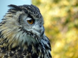Bird day at the infant school Wallpaper