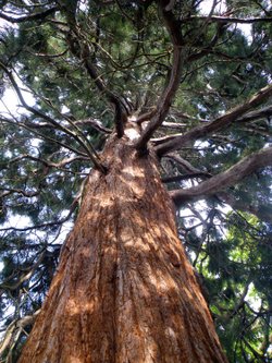Eastcote House gardens, Eastcote village