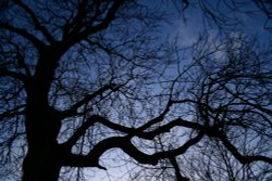 Tree at Dusk Wallpaper