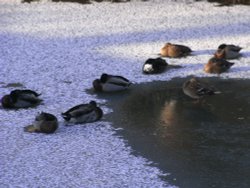 A view of Laxfield Wallpaper