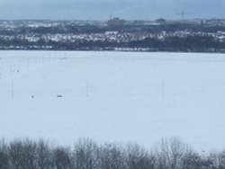 The Town Moor Wallpaper