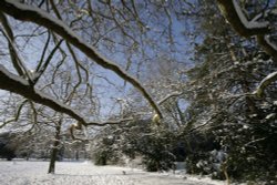 Branching out. Wallpaper