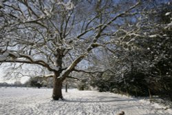 A white Peckham Rye 09 Wallpaper