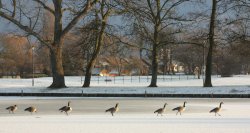 East Park Hull 3-1-10 004 Wallpaper