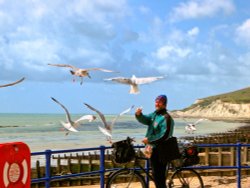 Feeding the gulls in Eastbourne Wallpaper