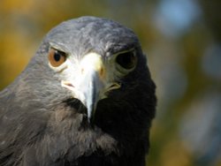 Bird day at the infant school Wallpaper