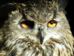 Bird day at the infant school Wallpaper