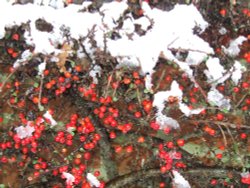 Snow in my garden Wallpaper