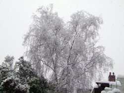 Snow in my garden Wallpaper