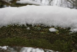 Snowy trunk Wallpaper
