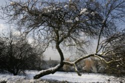 Park view and London Wallpaper